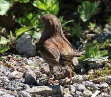 Image of Japanese Accentor