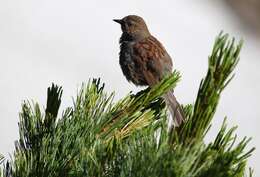 Image of Japanese Accentor