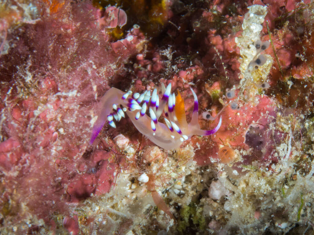 Image of Whitetip purple cerrata pink slug