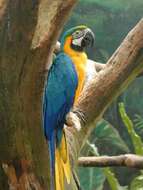 Image of Blue-and-yellow Macaw