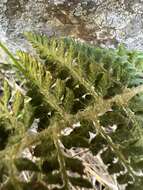 Polystichum haleakalense Brack.的圖片