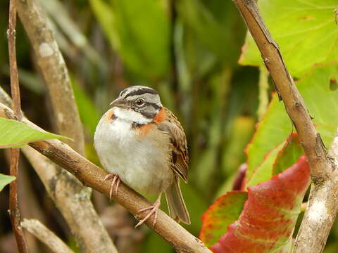 Image of Rufous-collared Sparrow