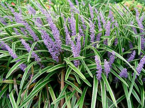 Image of Big blue lilyturf'