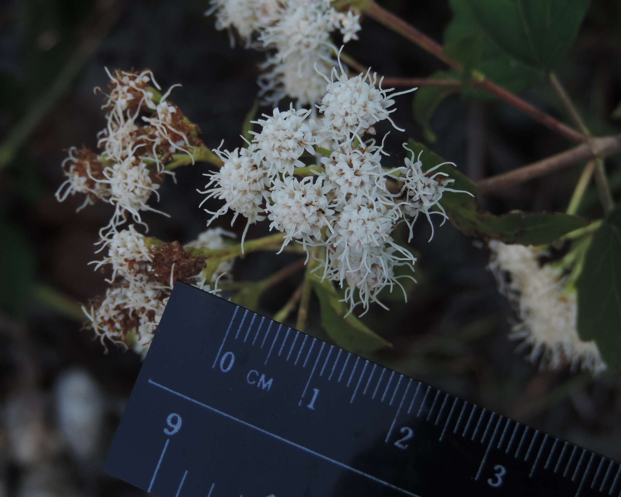 Image of Havana snakeroot