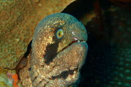 Image of Black cheek moray