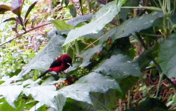 Image of Crimson-backed Tanager