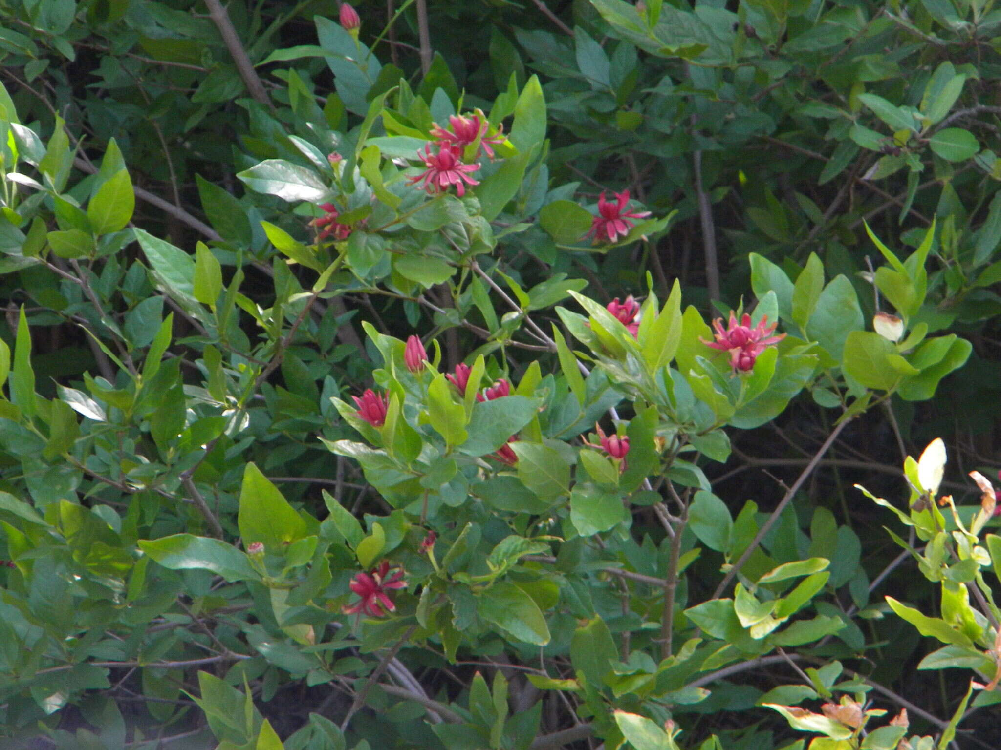 Image de Calycanthus occidentalis Hook. & Arn.