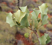 Image of Grevillea wickhamii Meissn.