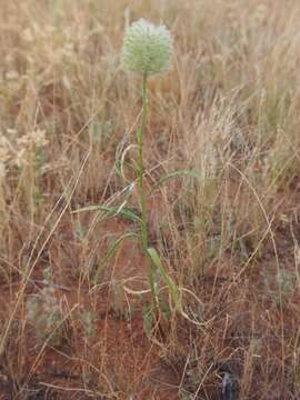 <i>Ptilotus macrocephalus</i>的圖片