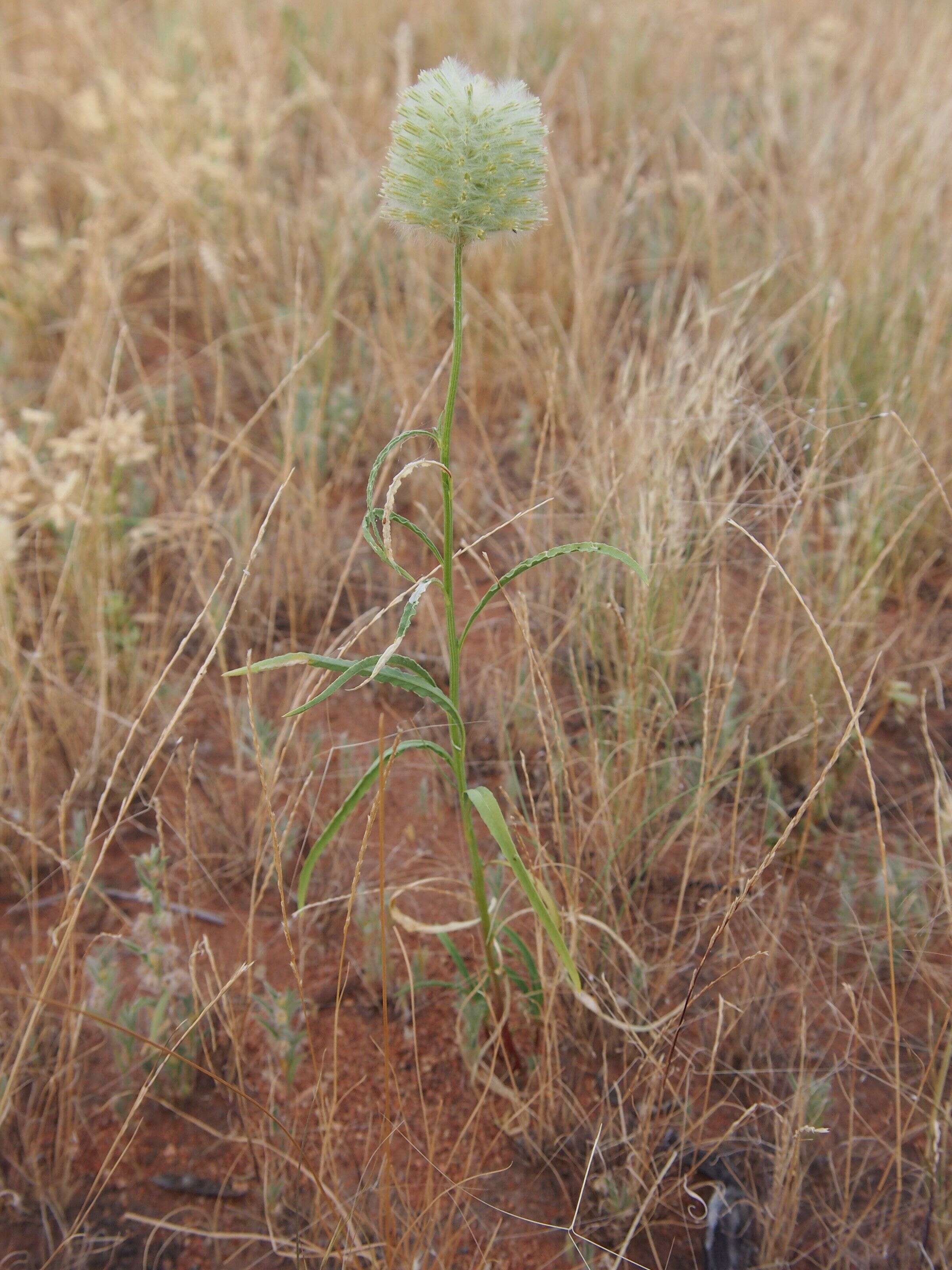 Imagem de <i>Ptilotus macrocephalus</i>