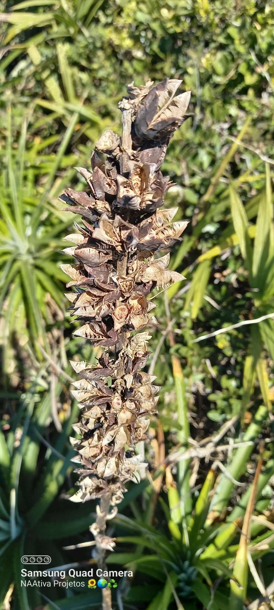 Image of Dyckia encholirioides (Gaudich.) Mez