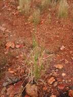 Image of Australian millet