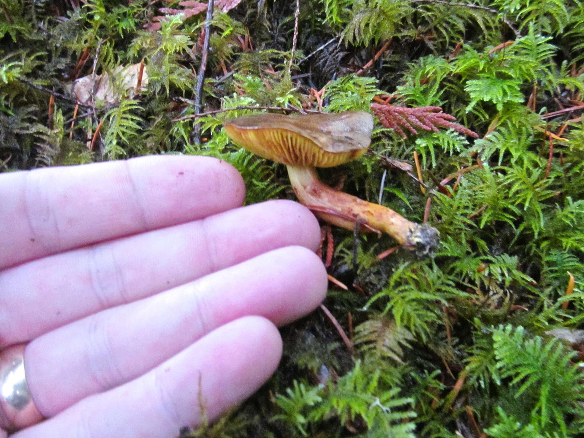 Image of Phylloporus arenicola A. H. Sm. & Trappe 1972