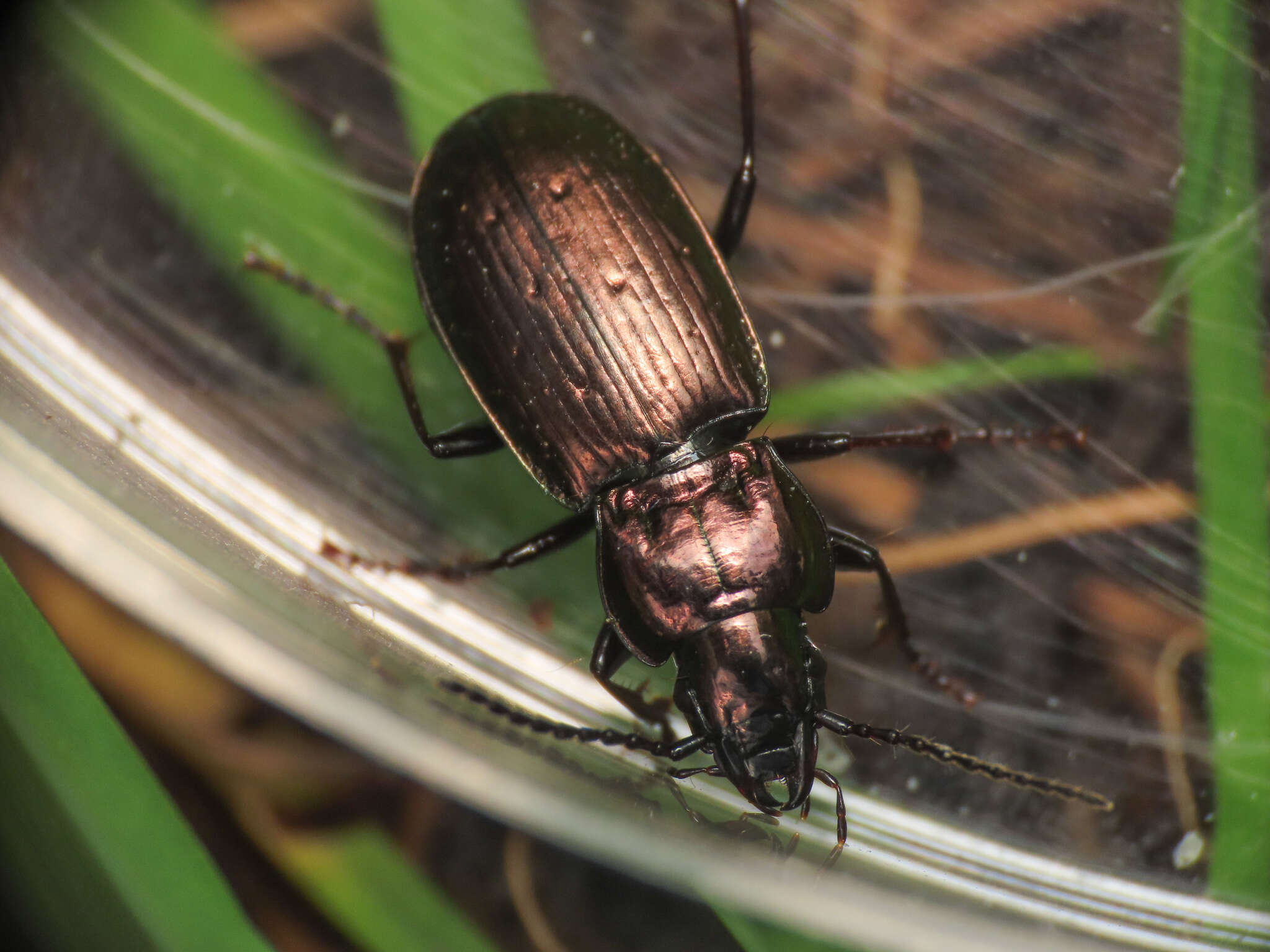 Imagem de Pterostichus (Oreophilus) multipunctatus (Dejean 1828)