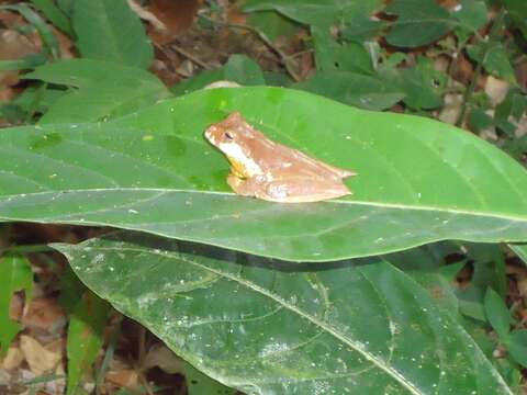 صورة Gastrotheca pulchra Caramaschi & Rodrigues 2007