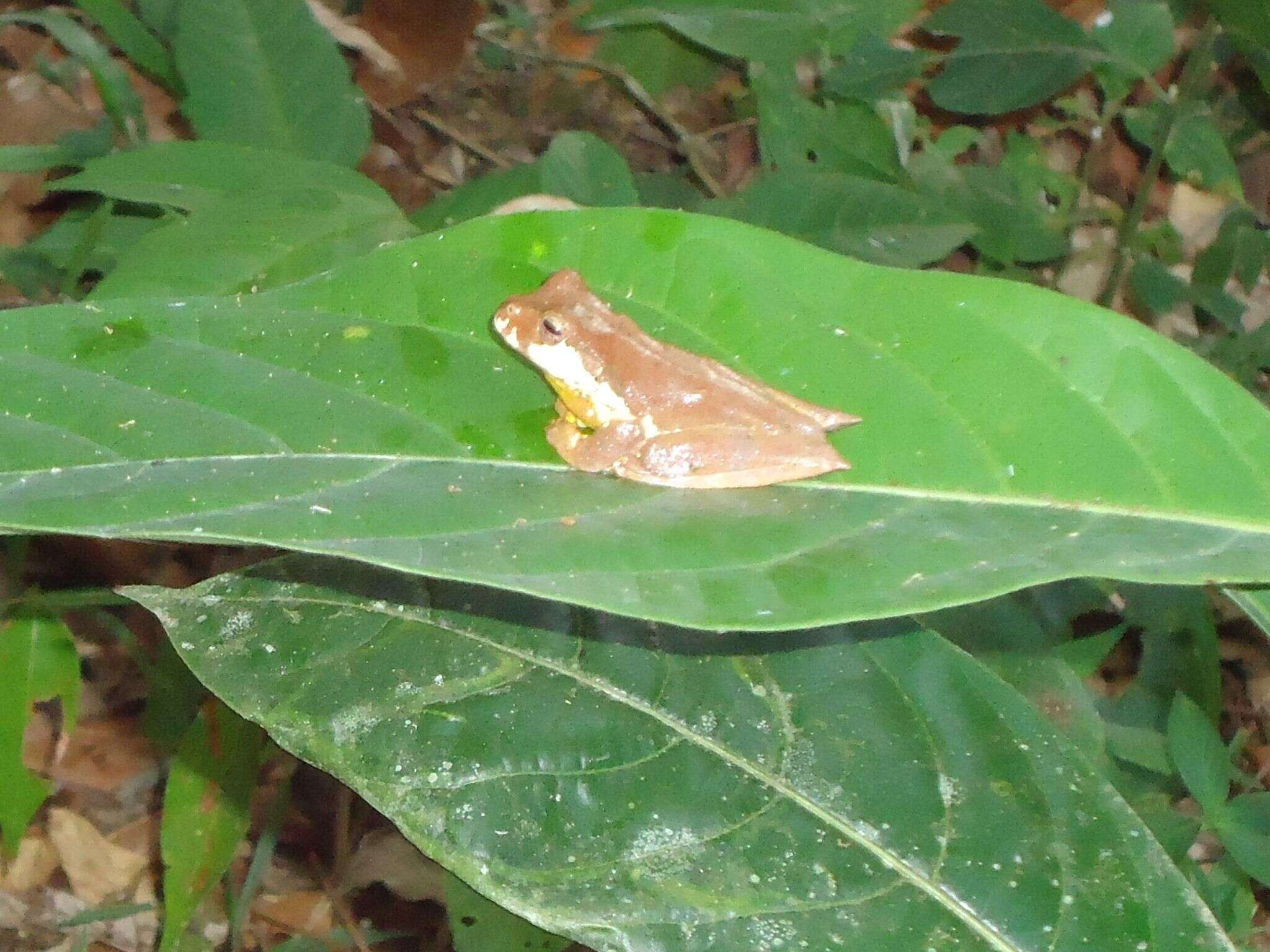 Image of Gastrotheca pulchra Caramaschi & Rodrigues 2007