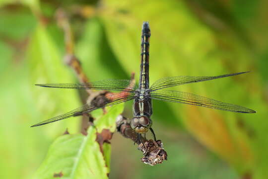 Image of Blue Chaser