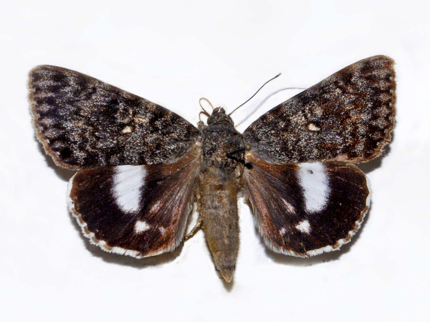 Image of Catocala actaea