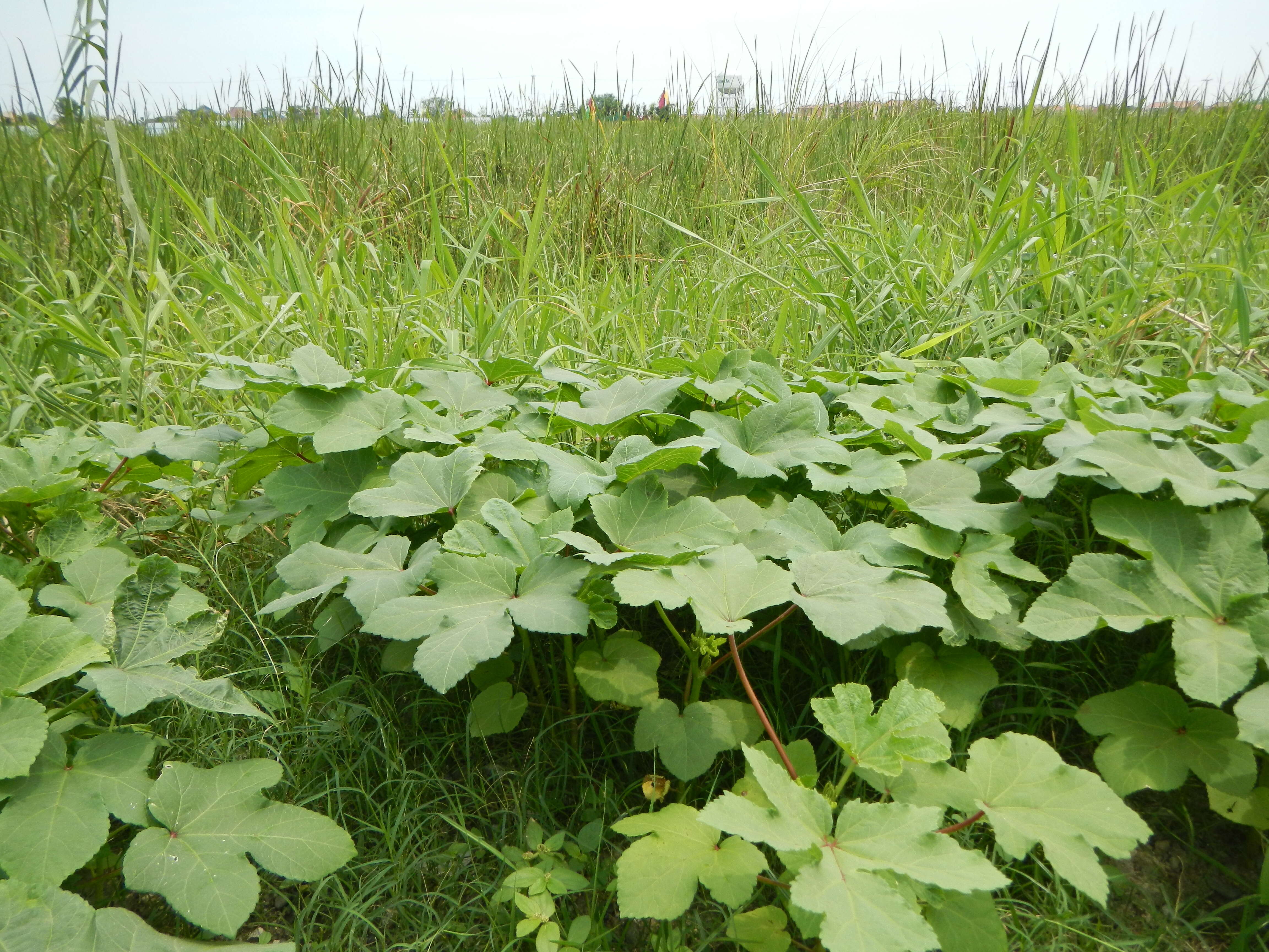 Image of okra