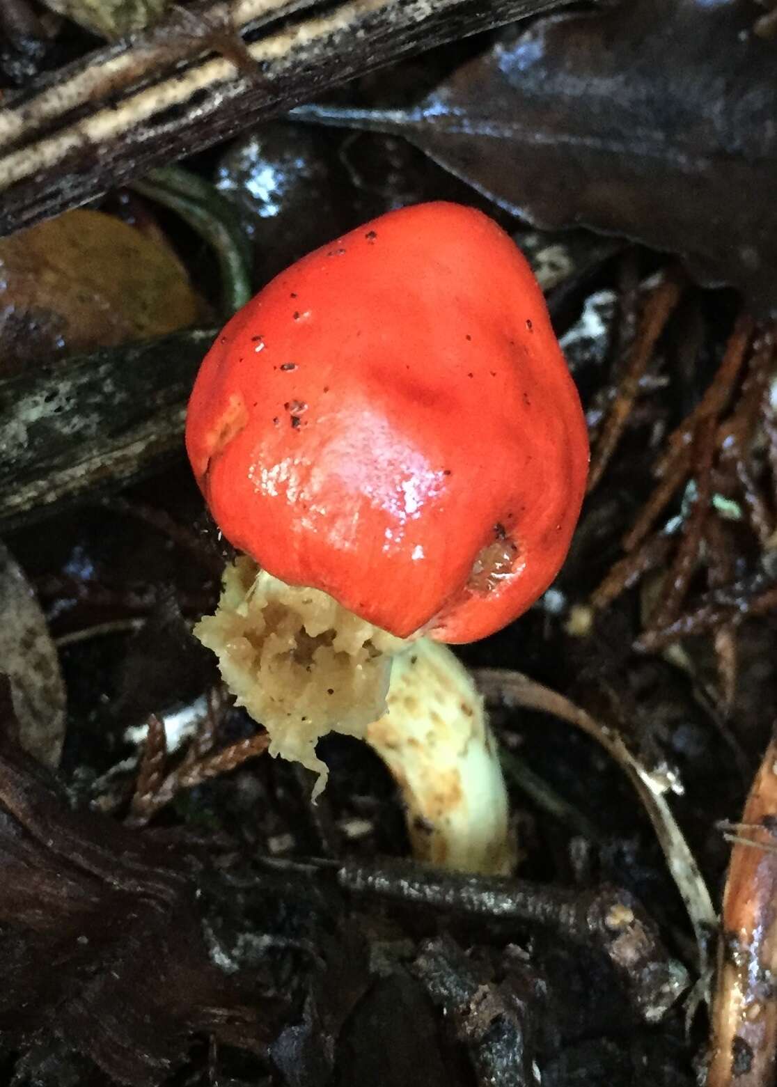 Sivun Leratiomyces erythrocephalus (Tul. & C. Tul.) Beever & D. C. Park 2008 kuva