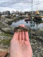 Image of Padded sculpin