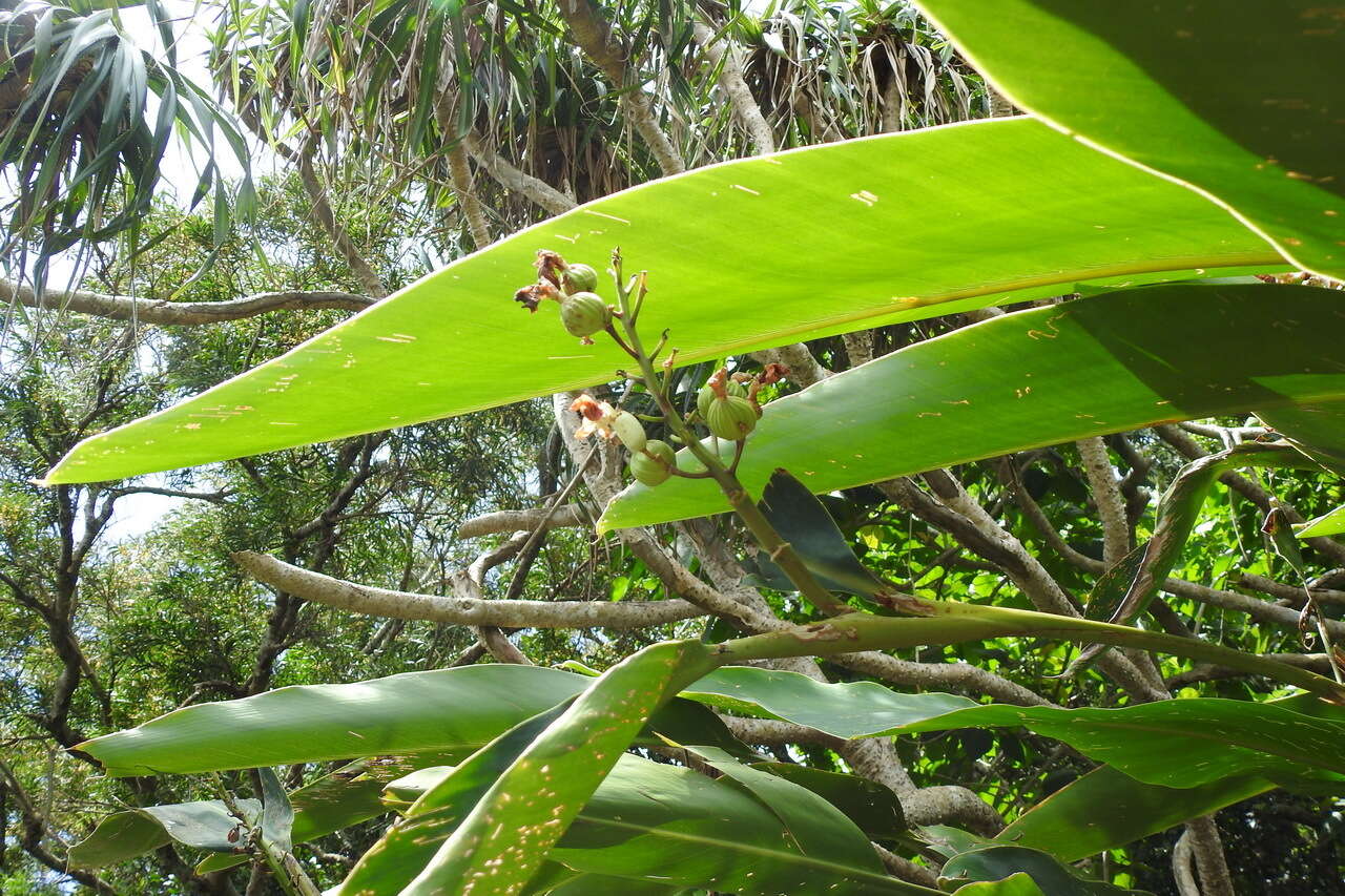 Image of Alpinia koshunensis Hayata