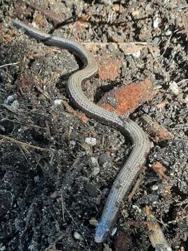 Image of Yolk-bellied Snake-skink