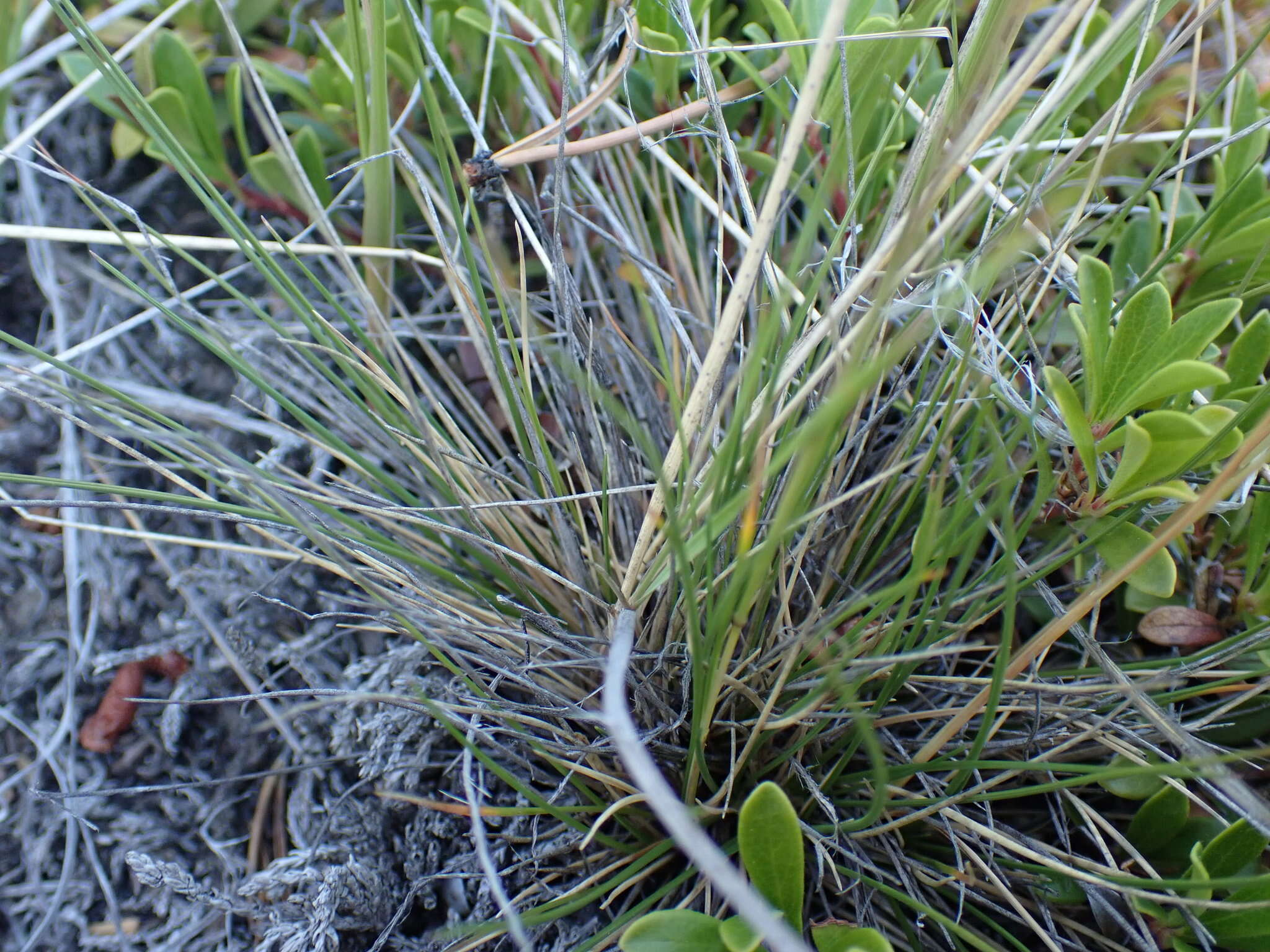 Plancia ëd Festuca saximontana Rydb.