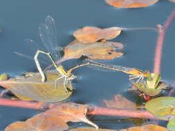 Image of Orange Bluet