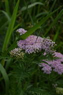 Achillea distans Waldst. & Kit. ex Willd.的圖片