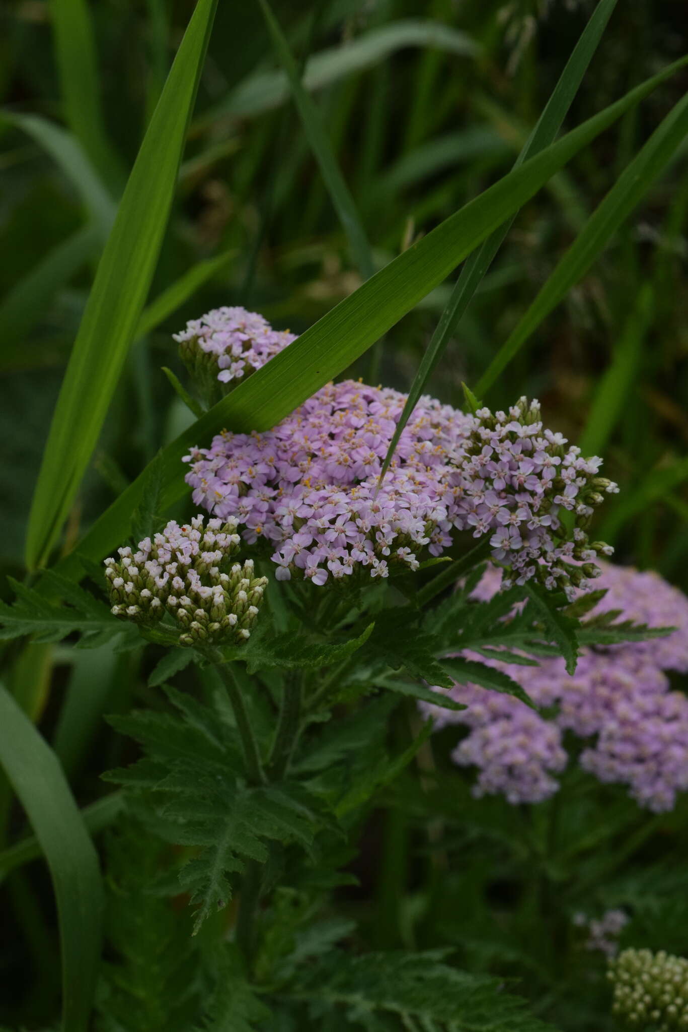 Achillea distans Waldst. & Kit. ex Willd.的圖片