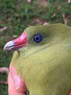 Image of African Green Pigeon