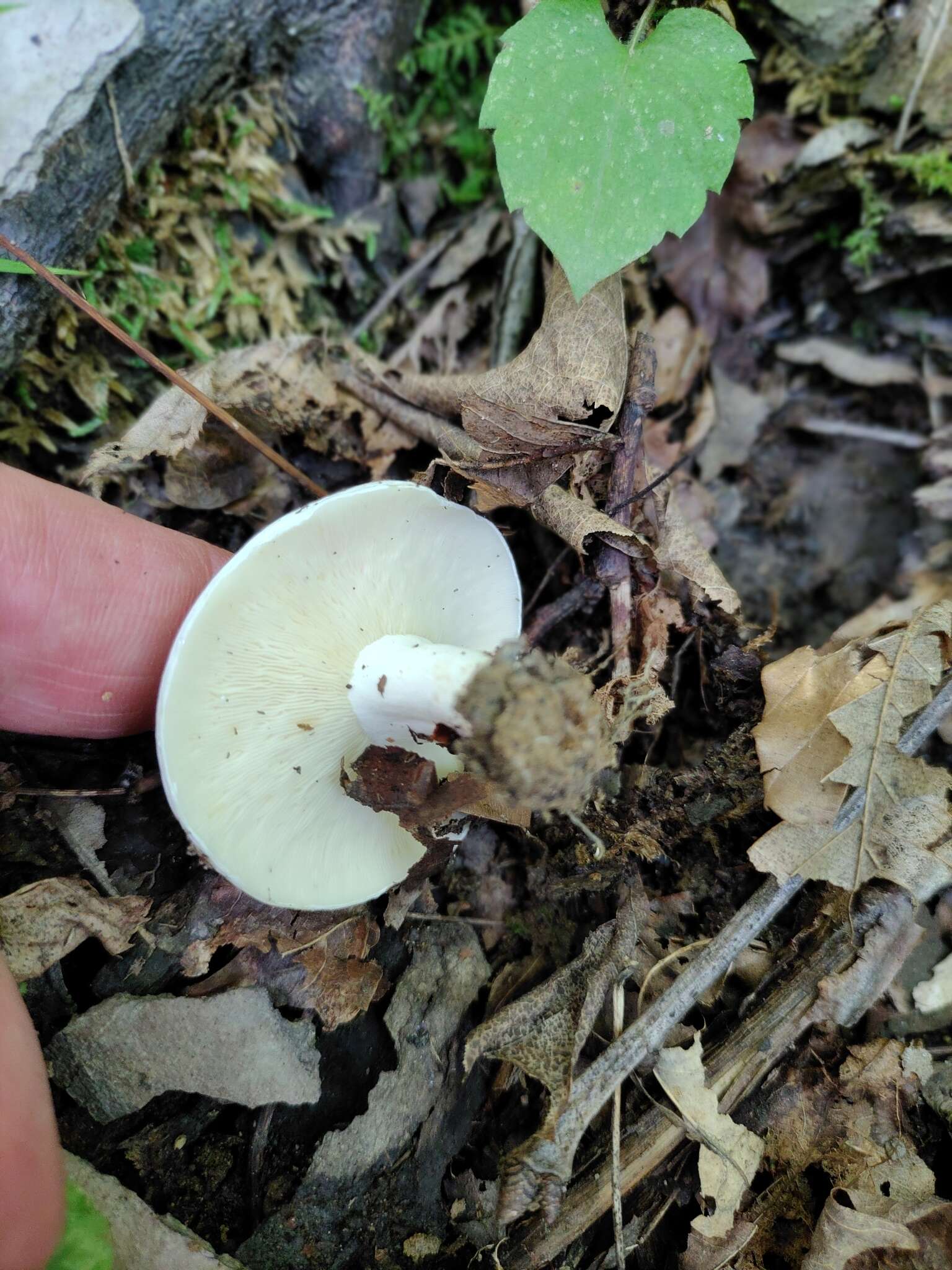 Image of Lactifluus glaucescens (Crossl.) Verbeken 2012