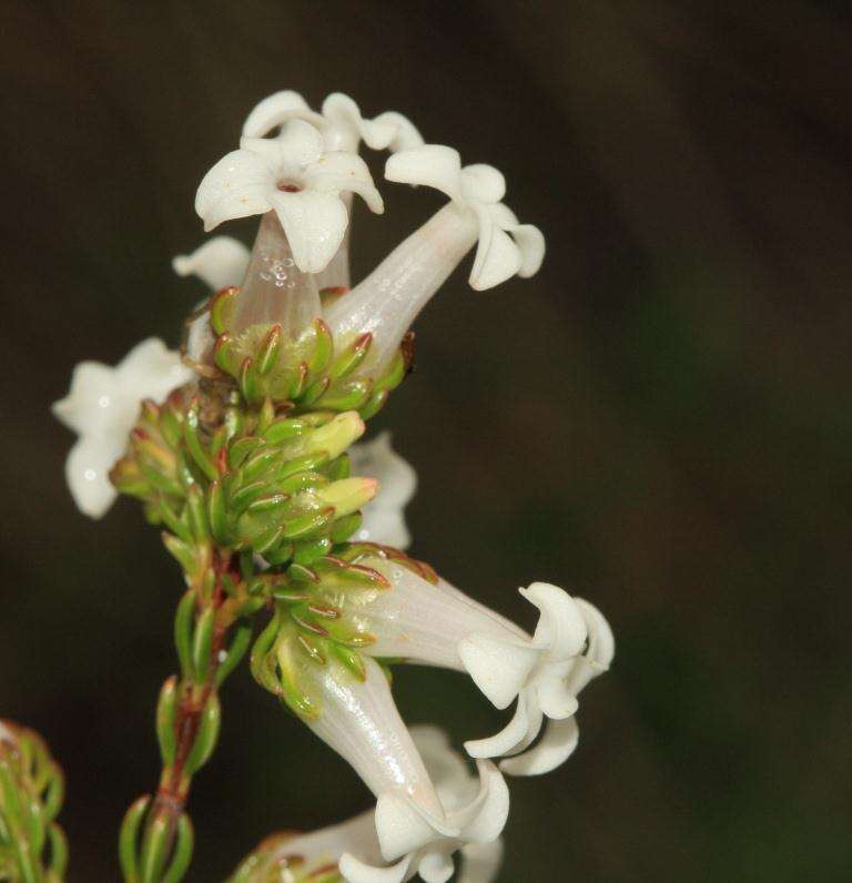 Image of Erica denticulata var. denticulata