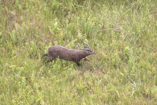 Image of Sitatunga