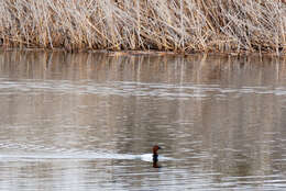 Image of Canvasback