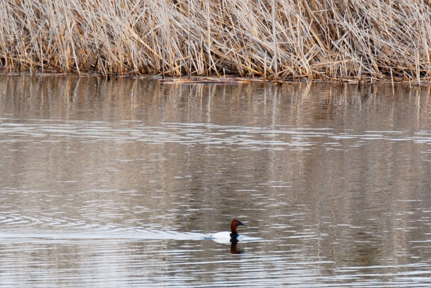 Image of Canvasback