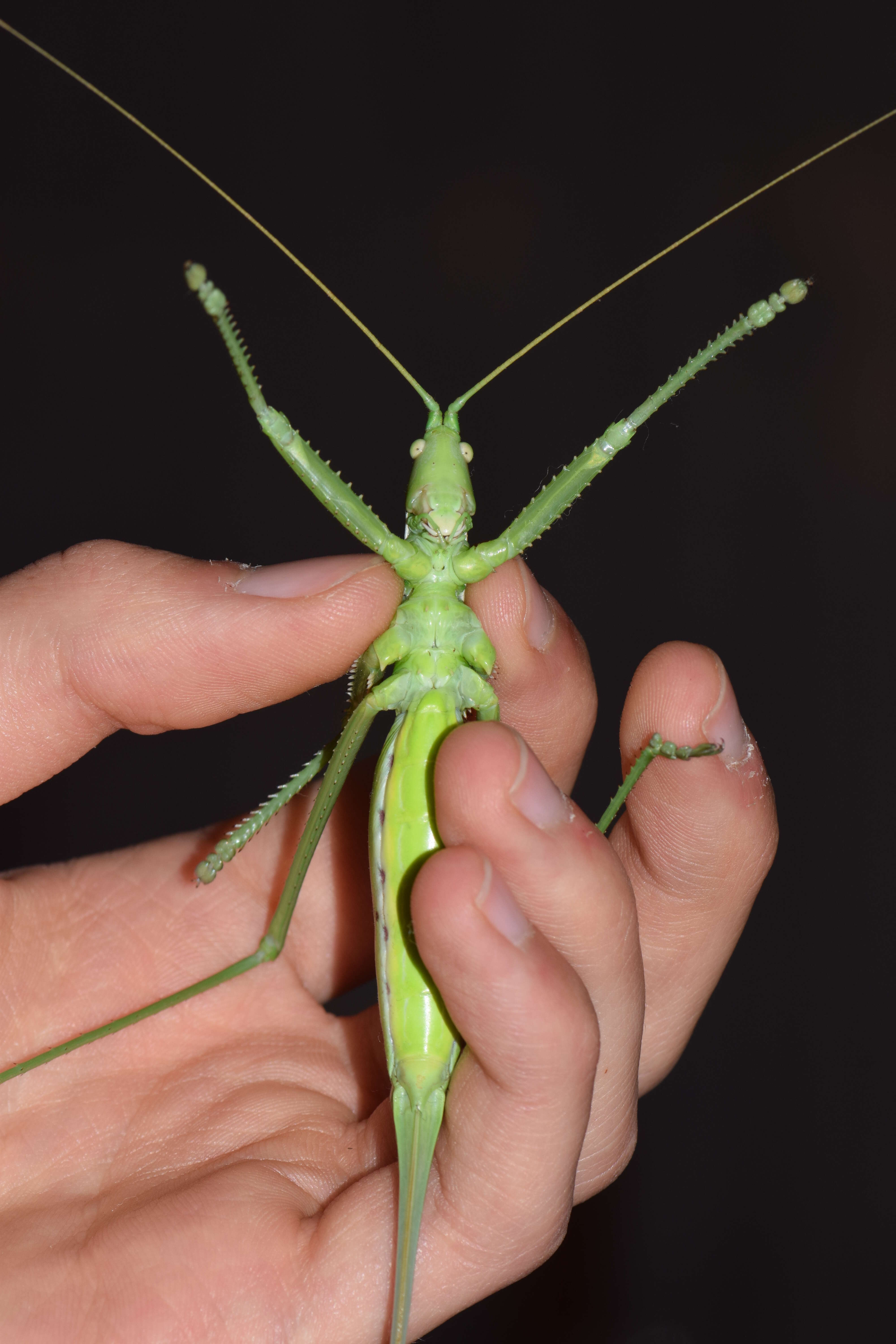 Image of Common Predatory Bush-cricket