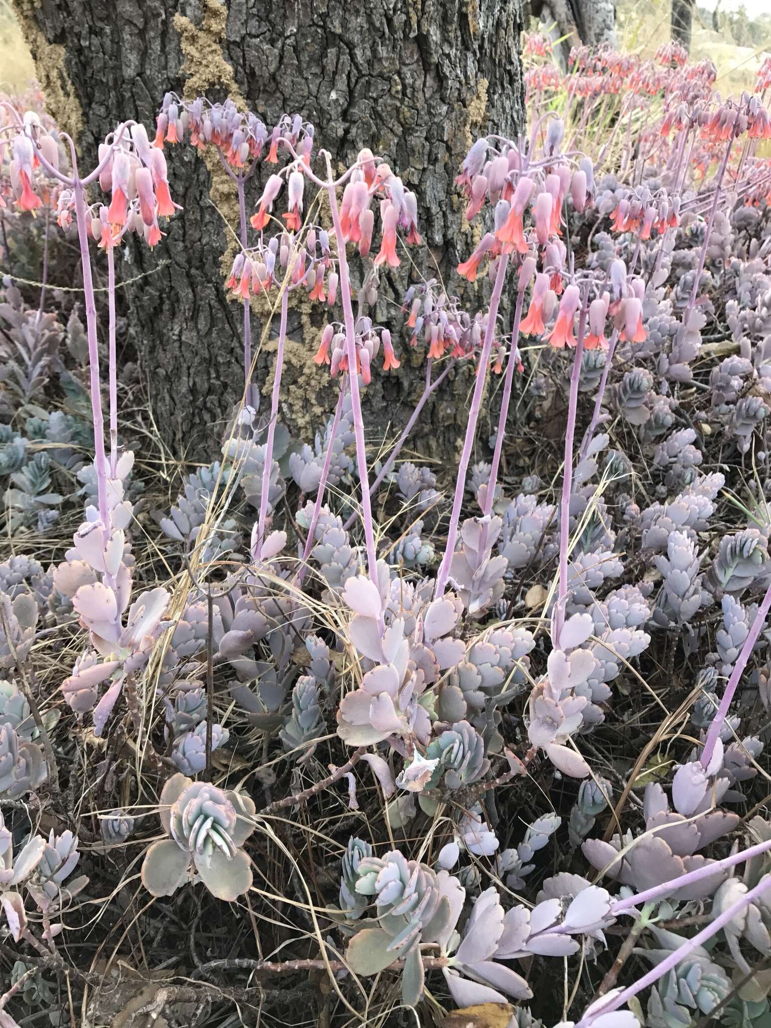 Image of lavender scallops