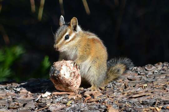 Image of Allen’s Chipmunk