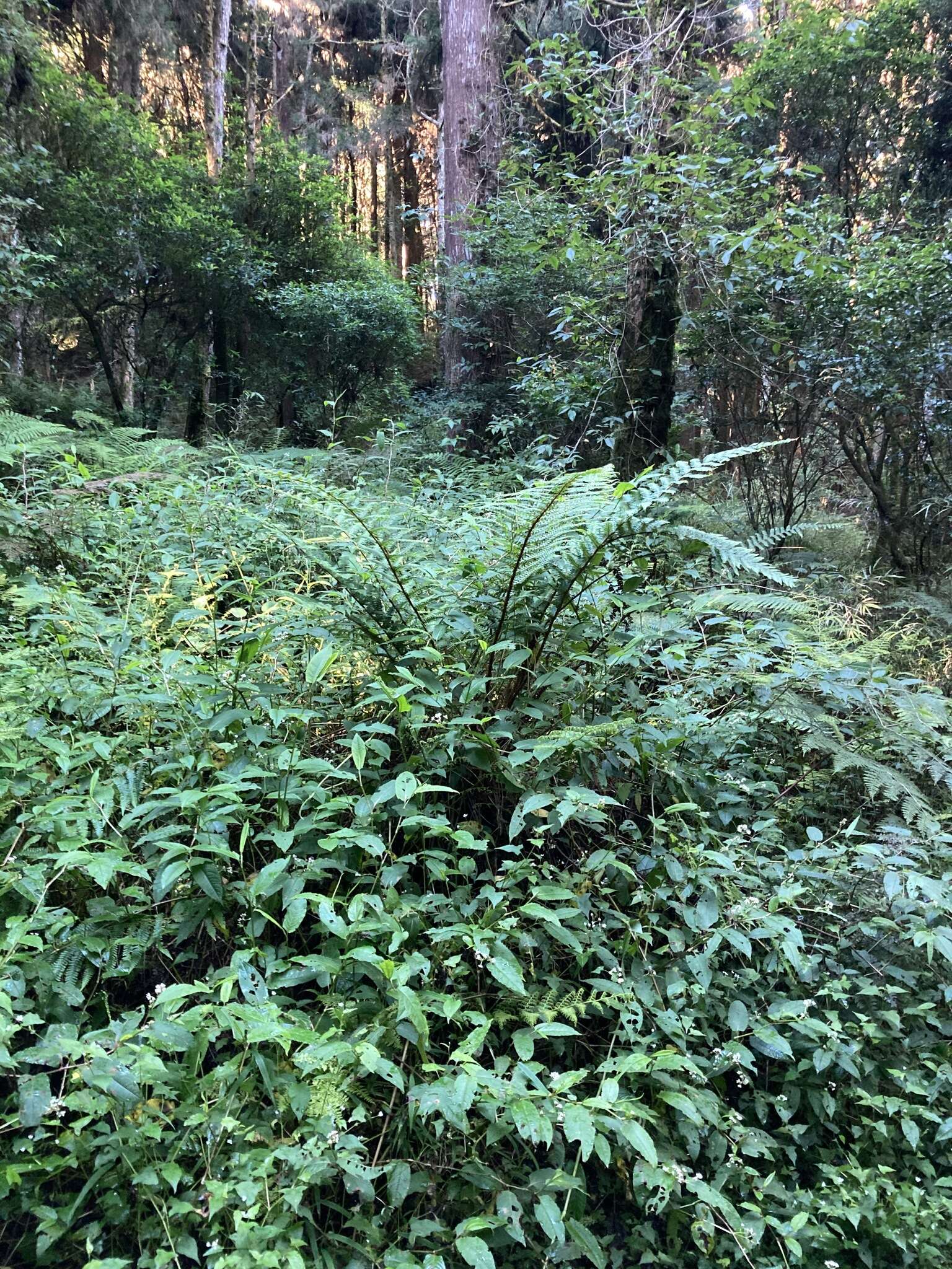 Image of Dryopteris apiciflora (Wall. ex Mett.) O. Kuntze