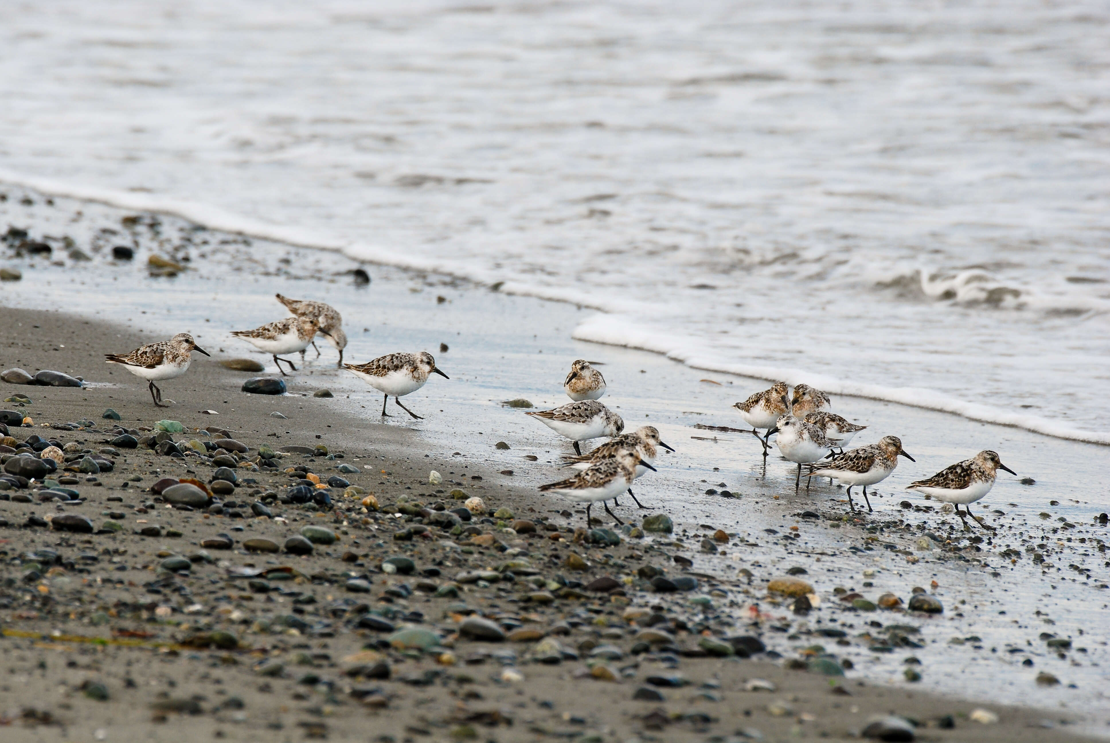 Image of Western Sandpiper