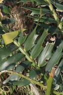 Image of Alexandria Cycad