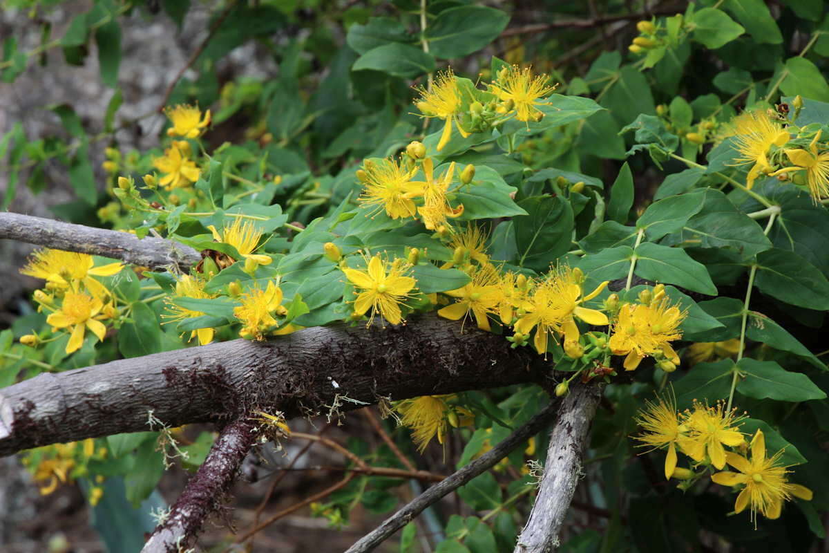 Image of Large-leaved Saint John's Wort