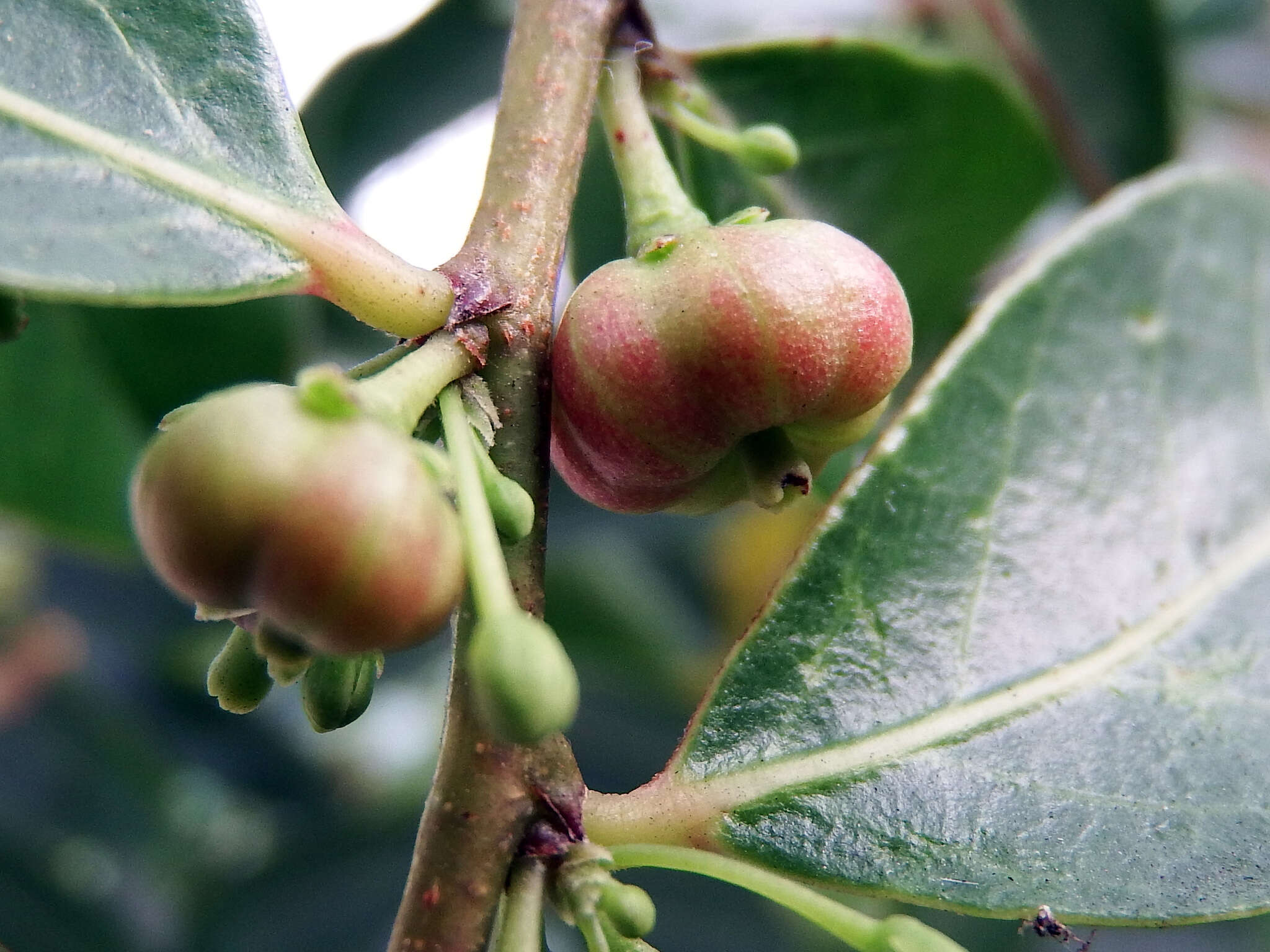 Слика од <i>Glochidion rubrum</i>