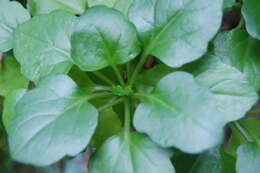 Image of creeping groundsel