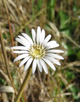 Image of woolly sunbonnets