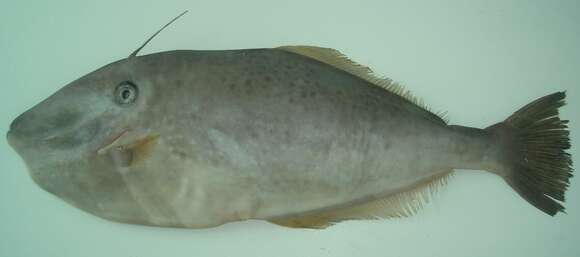 Image of Batfish