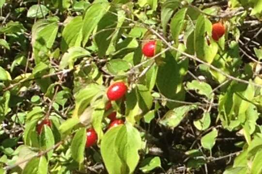 Image of Cornelian cherry dogwood