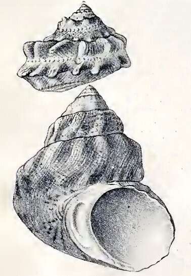 Image de Lithopoma tuber (Linnaeus 1758)